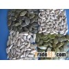 Pumpkin Seeds/Pumkin Kernels