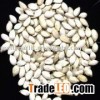 china snow white pumpkin seeds