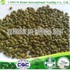 High quality Green pumpkin kernels