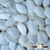 Snow White Pumkin Seeds