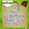 Bulk organic snow white pumpkin seeds