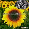 Top Qualify Sunflower seeds for sale