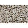 rew crop sunflower seeds kernels
