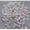 China Snow White Pumpkin Seeds with best price for sale