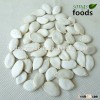 Planting Pumpkin Seeds Snow White Pumpkin Seeds Size 13CM