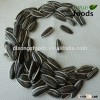 High Quality Cheap Price Large Size Sunflower Seeds 5009