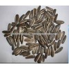 new stock Sunflower Seeds for sale