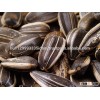 Sunflower Seeds American Model