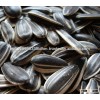 Big Size Sunflower Seeds