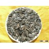 2011 sunflower seed from china