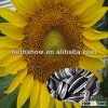 Sunflower seeds for sowing