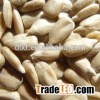 organic sunflower seeds/kernel