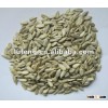 chinese sunflower kernels for roast
