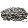 China Sunflower Seeds with best price for sale