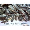 5009 Sunflower Seeds Kernels for sale