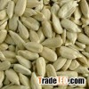 Sunflower Seeds Kernel