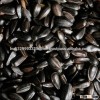 Big Size black hybrid sunflower seeds
