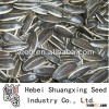 Chinese black sunflower seeds 5009