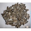 Best Quality Sunflower Seed Kernels 5009