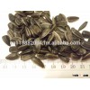 Sunflower Kernel