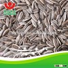 Sunflower seeds 363