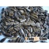 Roasted Salted Black Sunflower Seeds With high quality