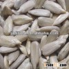 dried bakery edible sunflower seed kernel crop 2013