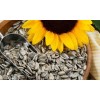 Sunflower Seed Kernel GRADE A QUALITY Grade A for sale