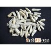 Roasted Salted White Sunflower Seeds In Shell with high quality