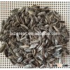 Roasted Salted Sunflower seeds 5009 for sale
