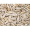 Supply sunflower seeds kernels with good quality