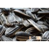 Roasted Sunflower Seeds 5009 with best price