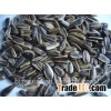 Chinese Raw Bulk Sunflower seeds 5009