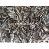 Supply Roasted Salted Sunflower seeds with different type