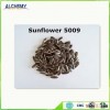 2015 new long shape sunflower seeds 5009