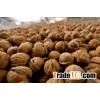 Organic Raw Walnuts in Shell