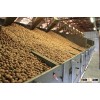 Wholesale Natural Walnut Unshelled, Walnut In Shell Sale