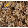 walnuts kernel