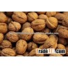 Walnuts in shell