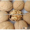 China Xinjiang walnuts with shell