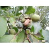 Pure Juglans Regia Herbs