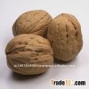 walnuts in shell