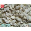 2014 new crop Snow White Pumpkin Seeds, Pumpkin seeds in shell, 11cm, 13cm