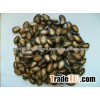 seedless watermelon seeds