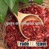 red watermelon seeds