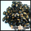 Watermelon Seeds