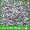 Chinese Sunflower Seeds5009 /363