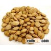 seedless Watermelon Seeds / yellow watermelon seeds