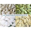 Pumpkin Seeds, Pumpkin seeds crop 2013 Snow White and Shine Skin pumpkin seeds