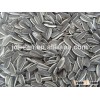 High Quality Oil sunflower seeds